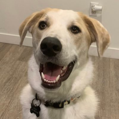 Gibmeister_'s profile picture. 