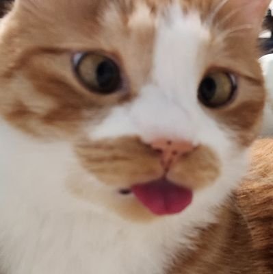런던여우🦊さんのプロフィール画像