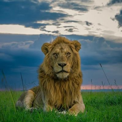 DennisMMusyoki's profile picture. 