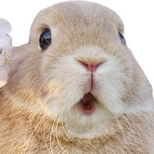 うさぎ王国に生息しているふわふわ