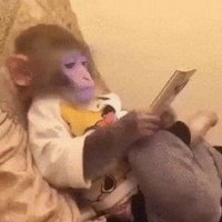 میمون (@r92489248) 's Twitter Profile