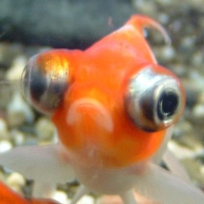 多興味。金魚(飼育開始2012.9.13~。現在🐟12/🪦39) 自分からリプライほぼしません🙊 既読👍&👍返し不要(※場合によっては不快に感じます)。⚠️面倒臭い奴なのでフォロバ不要、フォローは充分にご検討の上でお願いします。ブロ解&ブロックはご自由に。
