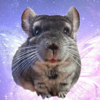 いろいろつぶやく用。
チンチラ🐭なな♀の飼い主です🐭
むっちり動物/おいしそうなごはん/藤沢としやさん/などなど…いいと思ったらいろんな方にいいねしてしまいます。
無言フォローお許しくださいませ。