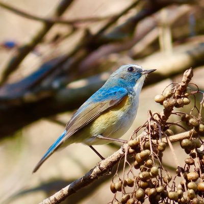 サジモト (@mi3_v9) / Posts / X