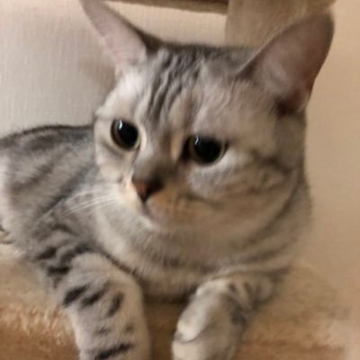 pythonでツール作成販売してます/コーポレートサイト作成します固定から!(WP)/会社のホームページを一から作成できます!アプリケーション開発など下記リンクから📖地下オタク/ねこ好き🐈りんさま☞https://t.co/7gTCud3YW0