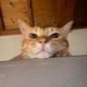 ImGonzou's profile picture. 動画編集と猫吸い🐈@renkaiov @ikusu_chii @kowaikarayadana