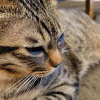 きじとら🐱 (@nekotomonst_v) 's Twitter Profile