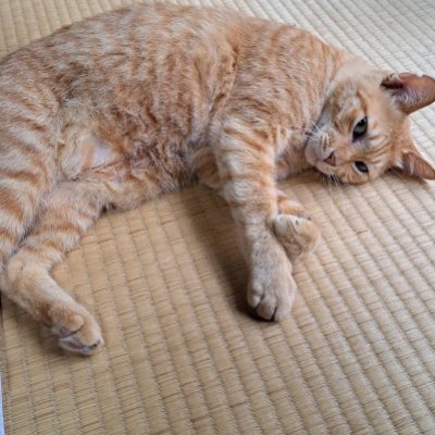 さもこθCC福岡62か38aさんのプロフィール画像