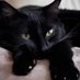 jomer (@isaline00994892) Twitter profile photo