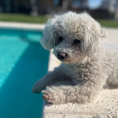DGDeni's profile picture.