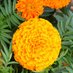 Marigold Finch (@finchmarigold) Twitter profile photo Marigold Finch (@finchmarigold) Twitter profile photo