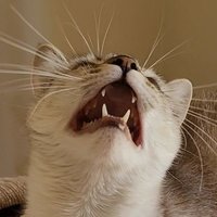 Nala (@nalalagorda) 's Twitter Profile