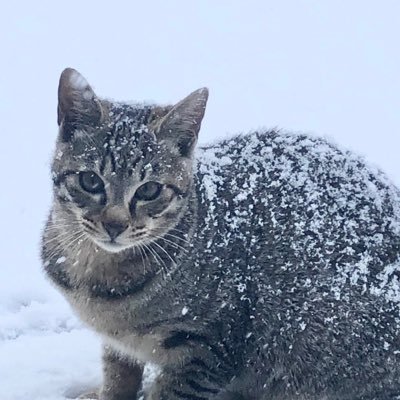 pirkanonno's profile picture. あわ歌に導かれ、浅間の麓で土を耕す農と食の民。薬草を伝え、野菜や小麦を育てる。月の暦と神社仏閣が好き。