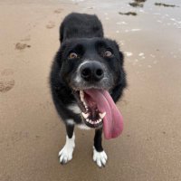 What Pippa Did Next (@geordiehound) 's Twitter Profile Photo What Pippa Did Next (@geordiehound) 's Twitter Profile Photo