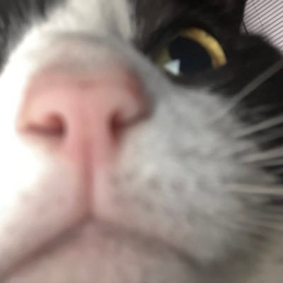 ta_nekoma's profile picture. 