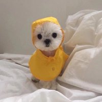 Chaingeๅฝฆ็ฅ๐ชข (@luckyyouyouyou) 's Twitter Profile Photo Chaingeๅฝฆ็ฅ๐ชข (@luckyyouyouyou) 's Twitter Profile Photo