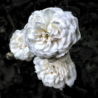 neitivaahtera's profile picture. Huolienergiaa purkamassa. 😷