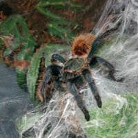 🧡🕷PyroMRN🦂🧡🇮🇪 (@pyromrn) 's Twitter Profile