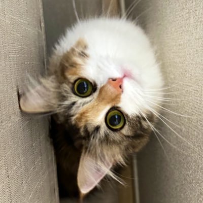 shitappa_oph's profile picture. Ophthalmology 2年目🐥