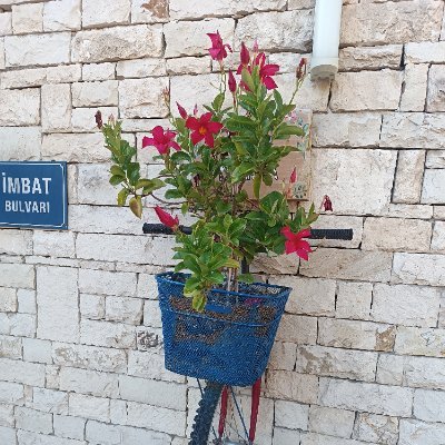 Mert83681761's profile picture. Aktif arıyorum erkek yaş sınırı yok