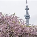 Saaya332117's profile picture. 副業の成功法を発信中。副業初心者にお得な情報を提供。少額ですが10万円プレゼント企画もしております♪ 期間限定→ https://t.co/yl5FXZ0EP6