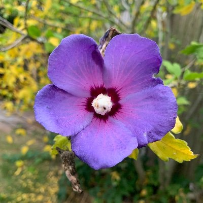 Helen Pennington Profile