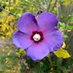 Helen Pennington (@hgpennington) Twitter profile photo Helen Pennington (@hgpennington) Twitter profile photo