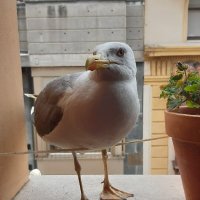 Olga M.R. (@ol_ecofeminismo) 's Twitter Profile
