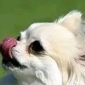 ITovi11518's profile picture. Comédien