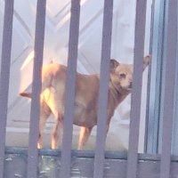 Terrier (@nibbleman) 's Twitter Profile