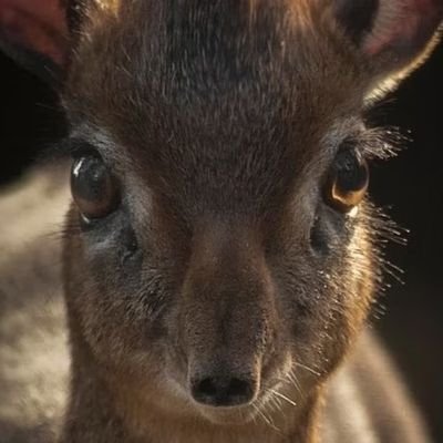 Big_Enos_junior's profile picture. 