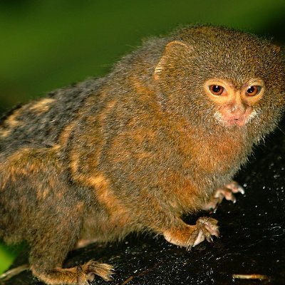 pygmeemarmoset's profile picture. 