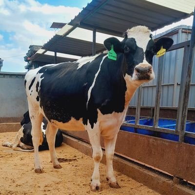 MwauraNjenga34's profile picture. Dairy consultant and a farmer who loves his job,,  life is in the farm🤠
📞 0717 545586/0762936174 for any enquiries.