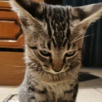moço (@mocoepico) 's Twitter Profile