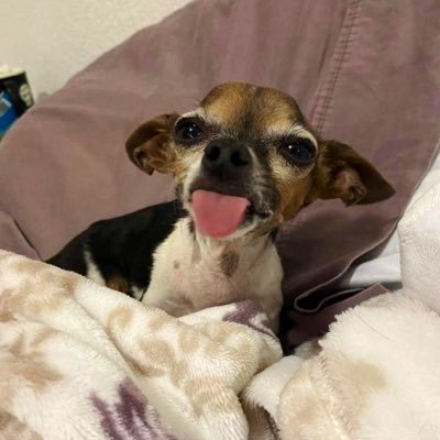 arqamoros's profile picture. Enjoying the good of life 🏛🏈 🎸🗺🦔🐍🗽