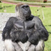 efes (@efessefess) 's Twitter Profile