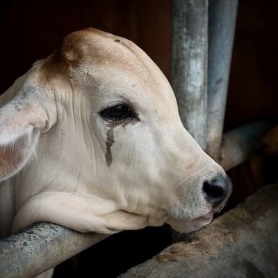 animals over people. vegan over 40 years
furbabies end dog and cat meat trade. Recently widowed, #depression #mentalhealth https://t.co/uTkmg03oZd