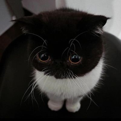 desbskull71336's profile picture. 