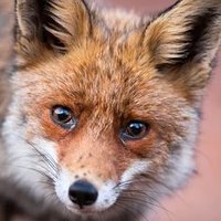 Fox in High Stockings (@jarzfoxxoad) 's Twitter Profile