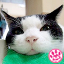 アイコンは愛しの先代猫macha(1993-2014)20歳10ヶ月でお空へ🌈幸せな時間をありがとね❤︎ 2016.5月生まれの保護猫さん2名をお迎えしました😸 ■LINEスタンプ https://t.co/9442effMsz ■猫Tシャツ https://t.co/RryGVoSF2u