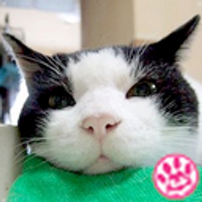 猫ねむりzzz 吐き気止めのお薬 は確実に効果アリかな ボミットバスターと言うらしい 細かく砕いてゴハンに混ぜておくと一緒に食べてくれるから楽チン