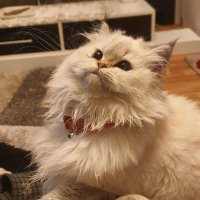 ATEŞLİ EDA VE KOCASI... (@ebabil3169) 's Twitter Profile