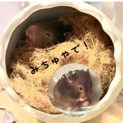 512_Mohe008841's profile picture. セーブルロングの女の子「もへ」🐹R6.6.6🌈▶️R6.8.6関西弁を喋るみちゅ🏠へ/HSS型HSE鬱手帳持ち主✝️終活/No Hamster No Life▶️R7.4.1〜自宅警備員🫡