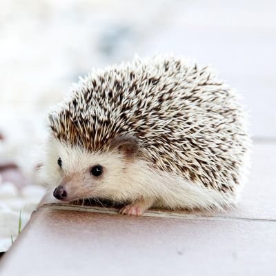 こっくんさんのプロフィール画像