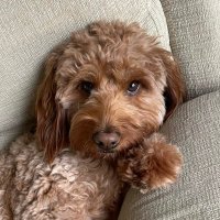 Dody (@heydody) 's Twitter Profile