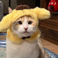 🦋Antonella (@lentesybrishito) 's Twitter Profile Photo