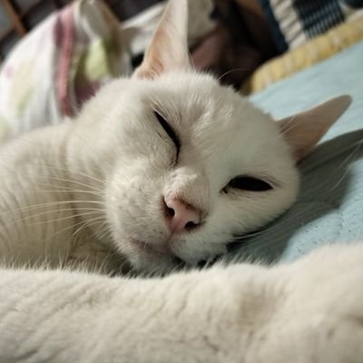 yZHqWvVHVn95506's profile picture. ブックトラックトラックはなんぼあってもいいですからね。