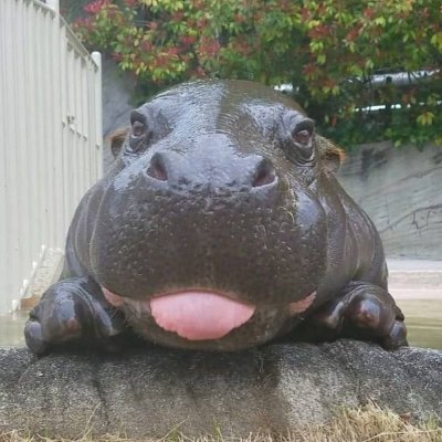 Koumechansol's profile picture. https://t.co/akbhsDzhHg