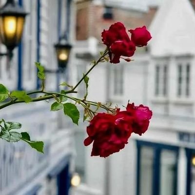 kmlyn121344's profile picture. 