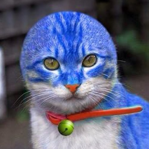 キッチョム Kicyom 1028 Twitter